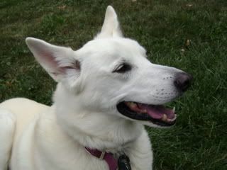 dogsgonewild002.jpg