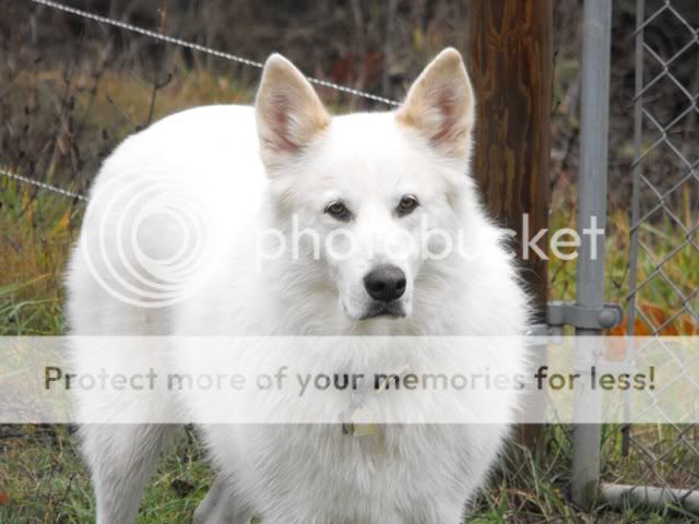 2010_1124orchardcreekdogs0022.jpg