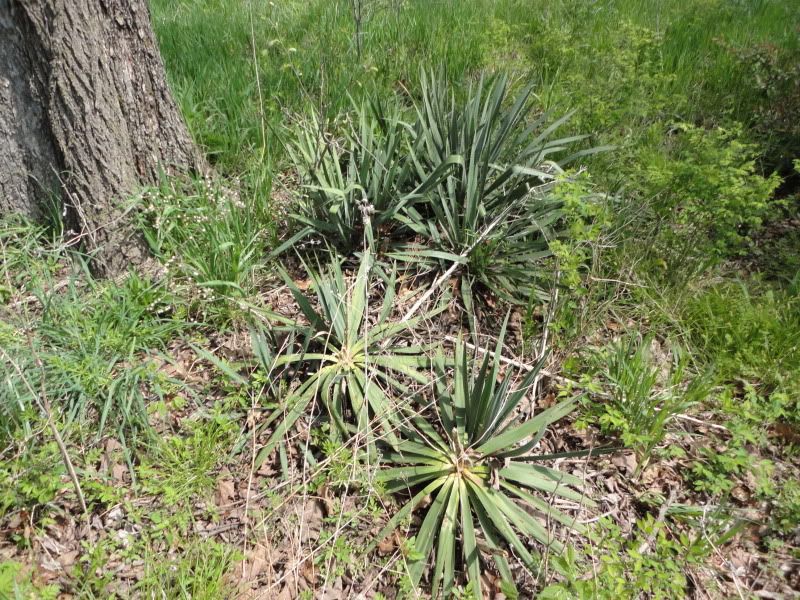 bushclass048.jpg