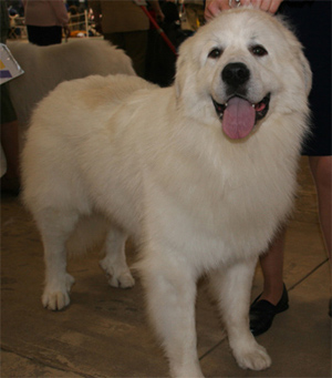 Great_Pyrenees_Pic.jpg