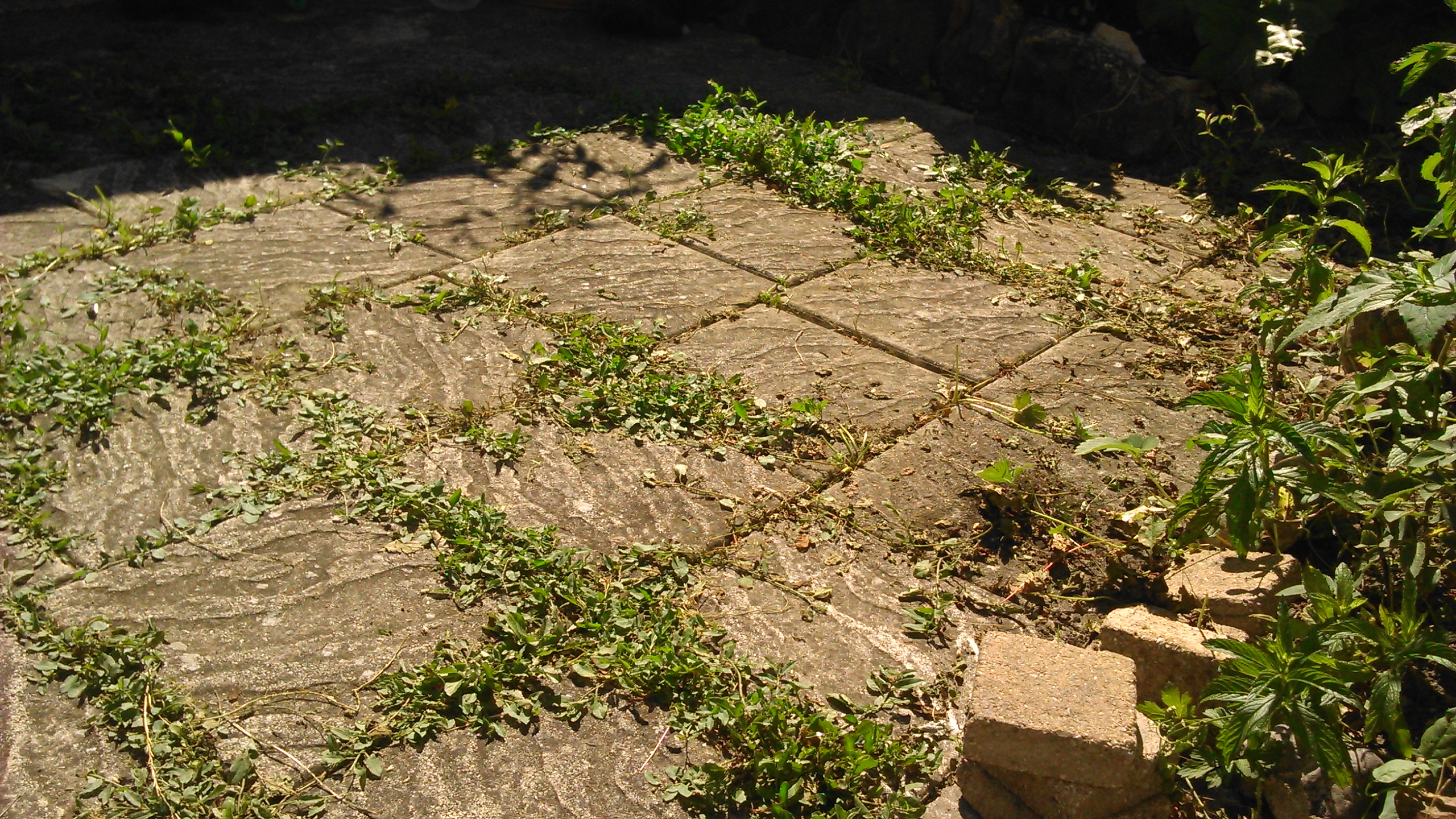 parterre-1.JPG