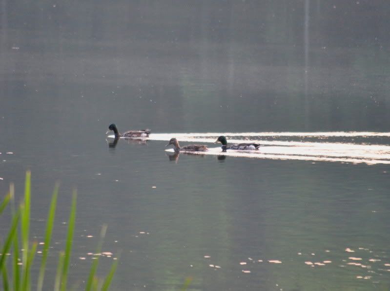 DSC_4415.jpg