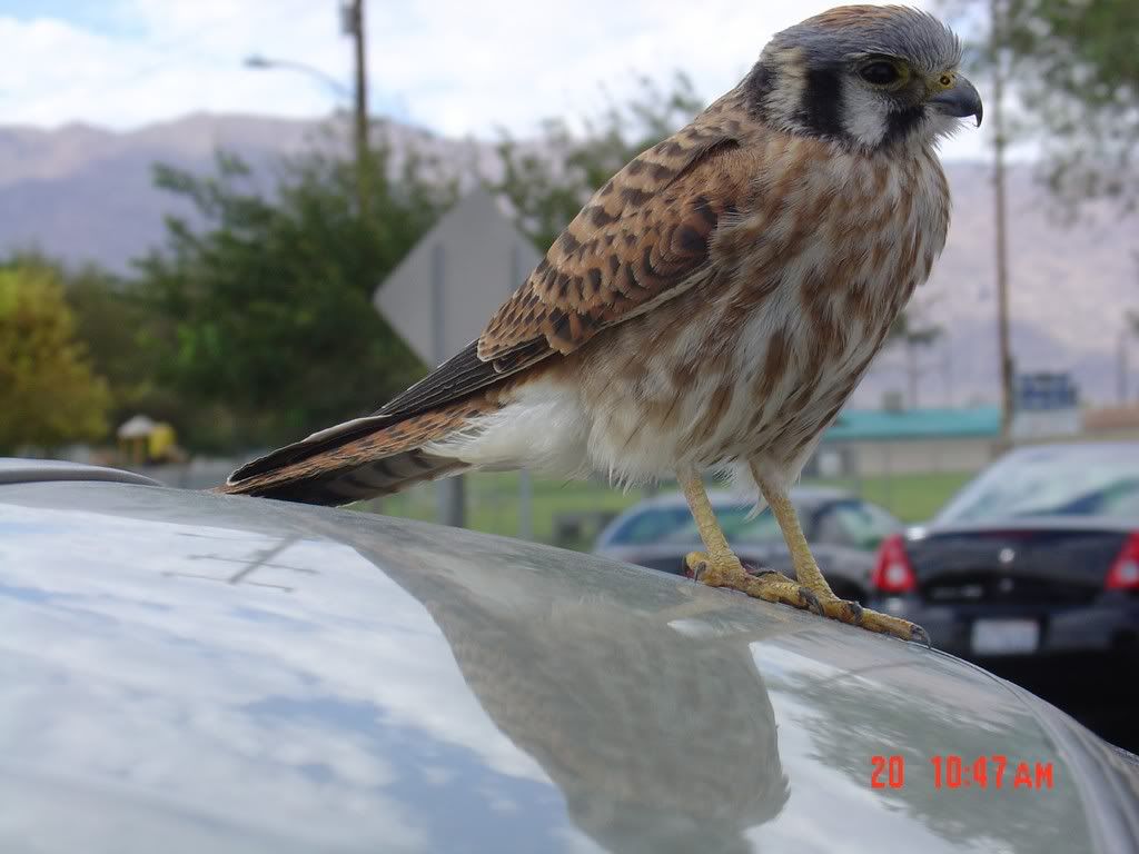 FemaleKestral1.jpg
