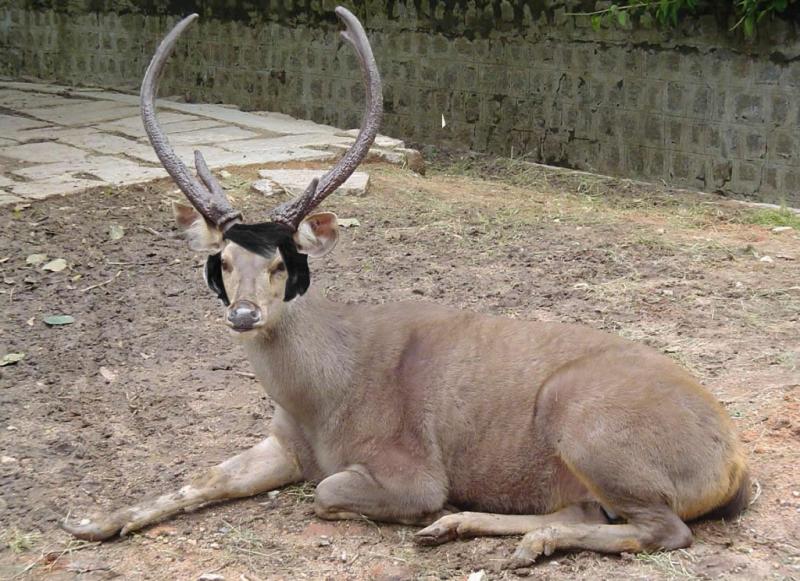 Cervus-Elvis.jpg