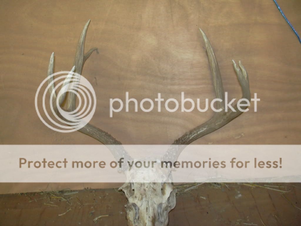 Blacktails002.jpg