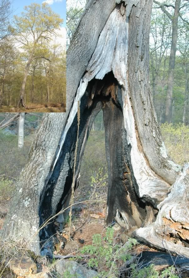 Tree2.jpg