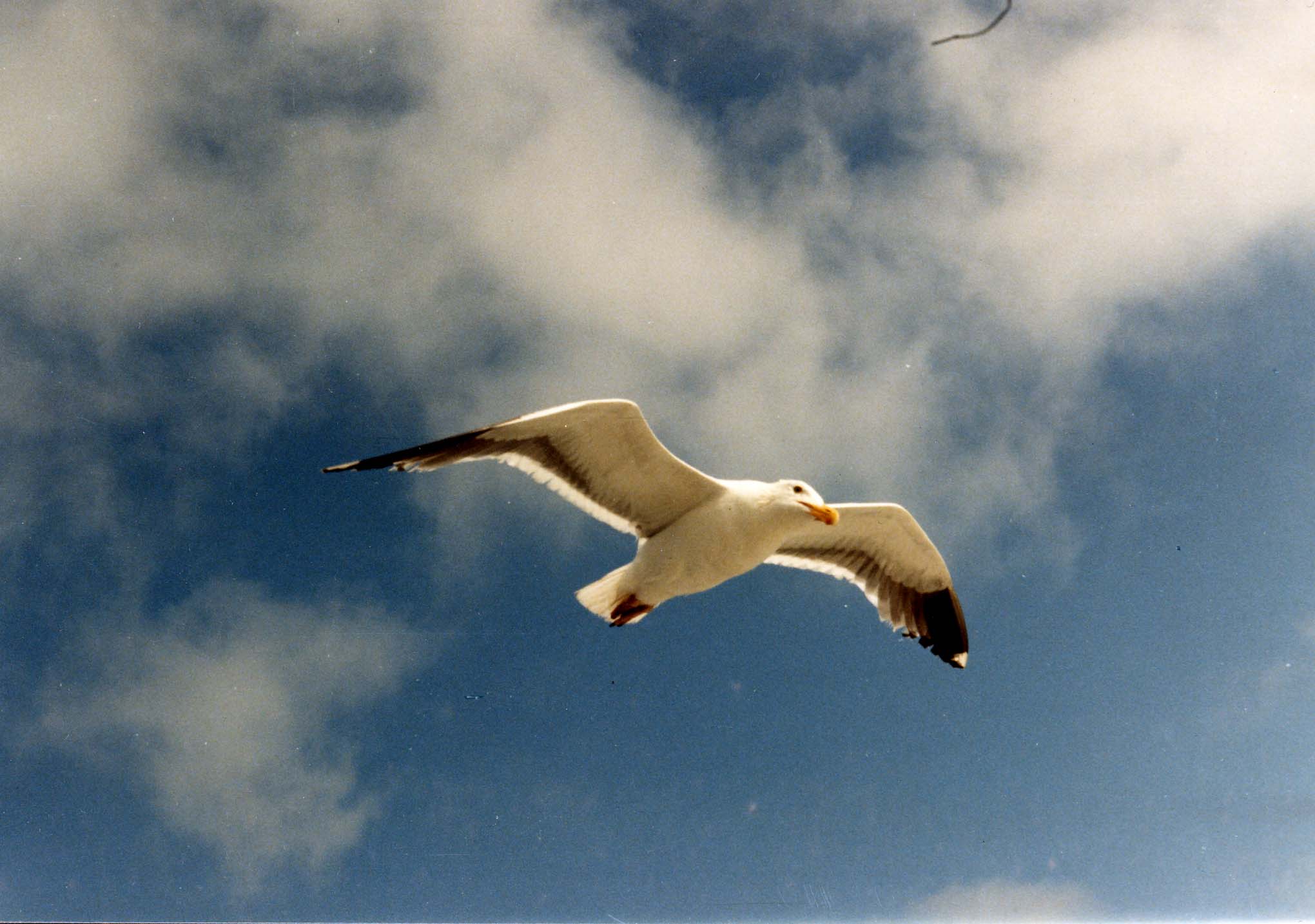 Jonathan_Livingston_Seagull_taken_by_Mom_for_Dad.jpg