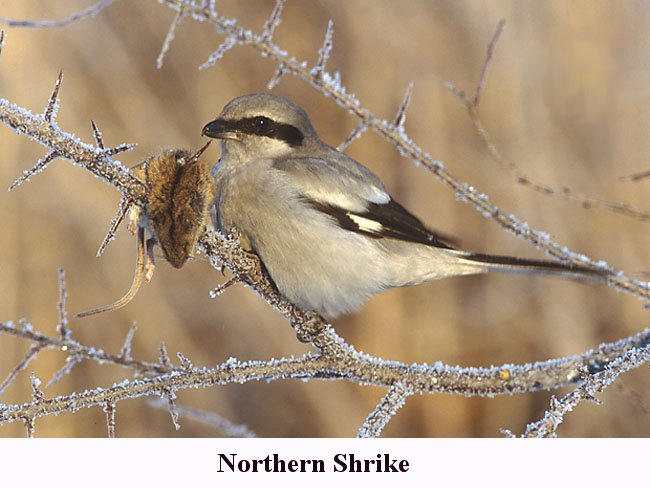 NorthernShrike.jpg