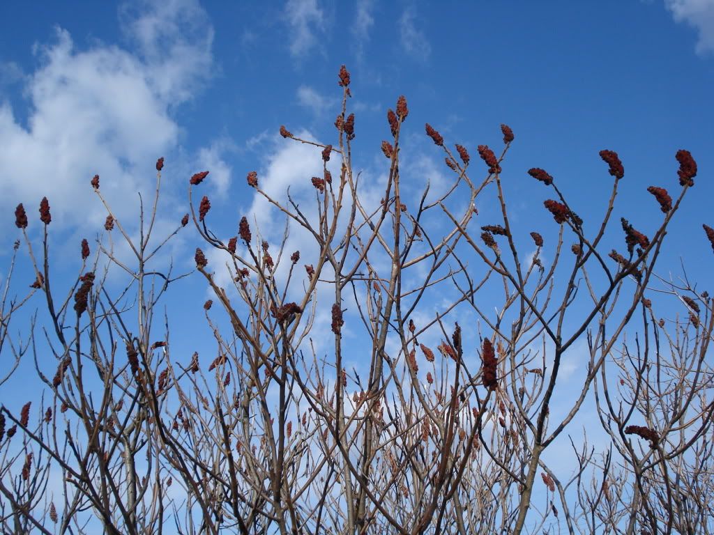StaghornSumac.jpg