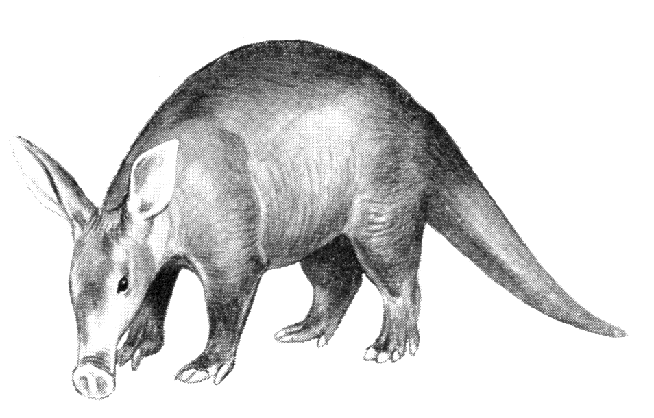 aardv.gif