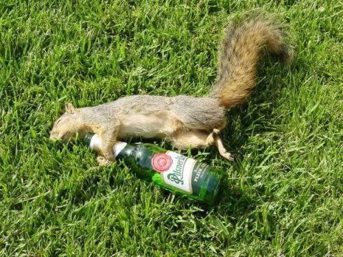 drunk-squirrel.jpg