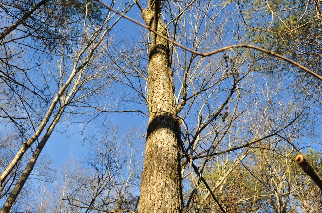 DSC_0978.jpg