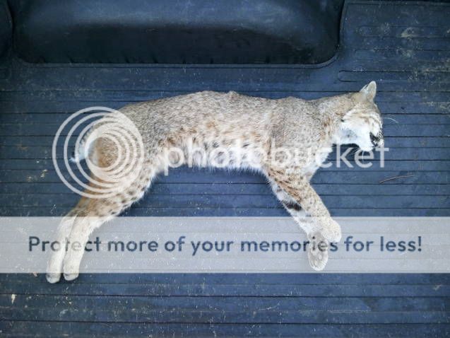 bobcatintruck.jpg