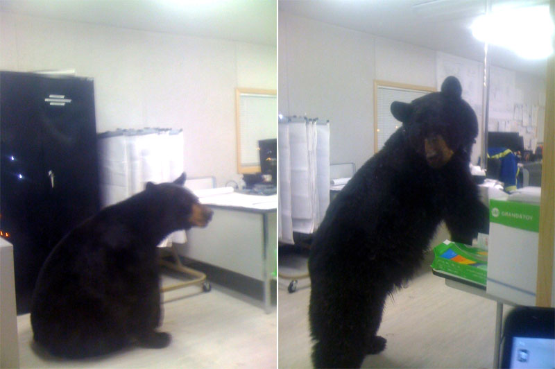 bear-in-the-office.jpg
