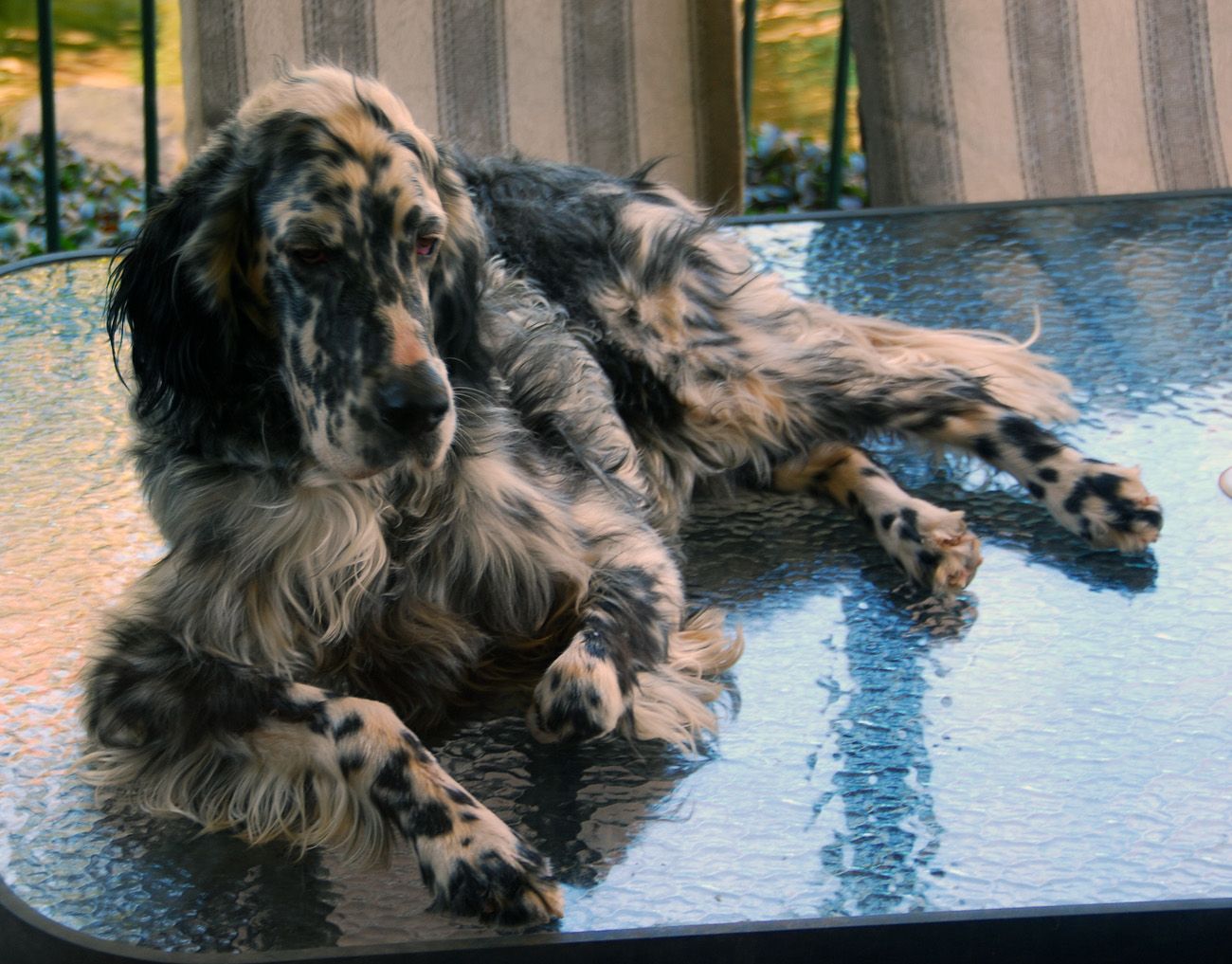 SuavePup.jpg
