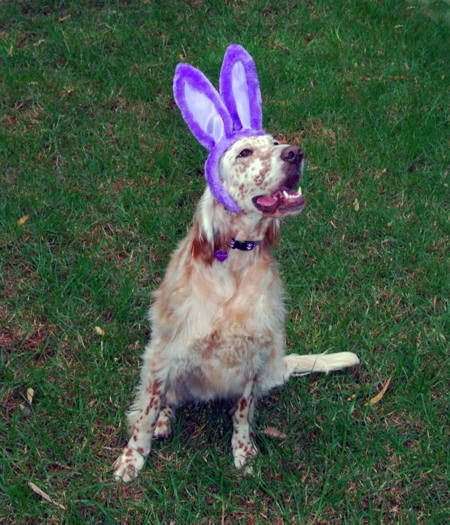 EasterGator.jpg