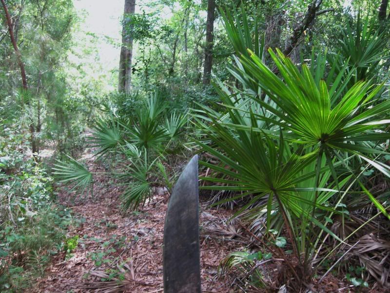 jungle003.jpg