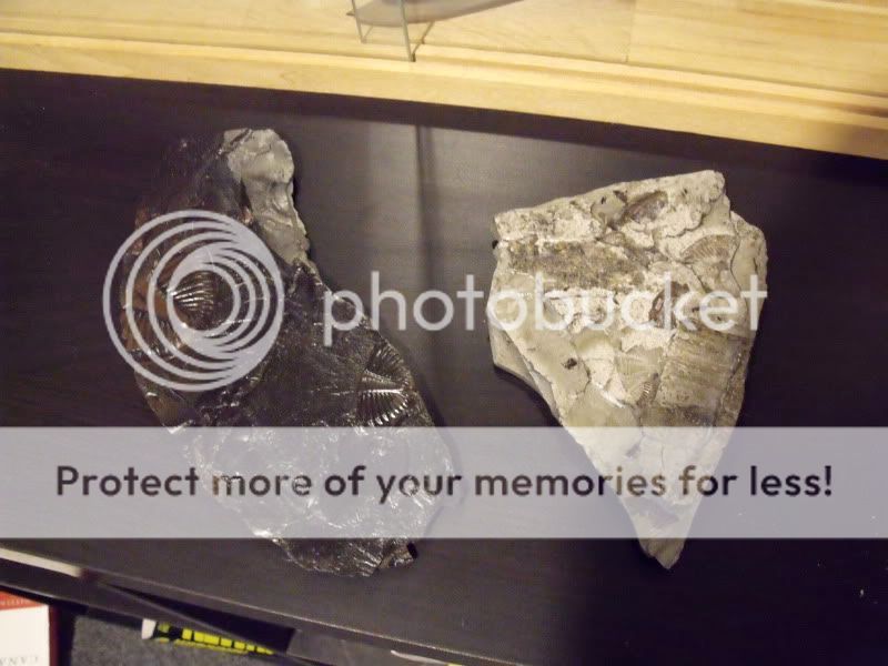 DSCF1184.jpg