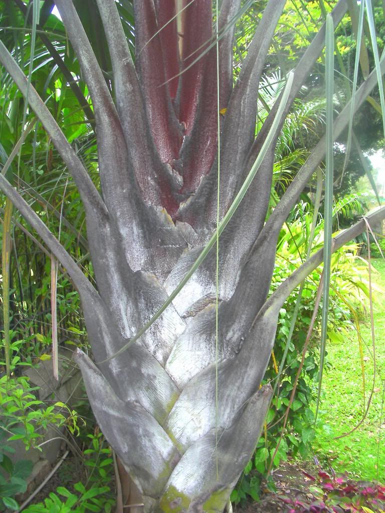 SANY0004.jpg