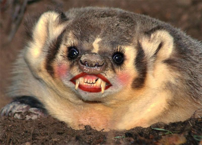badger-1.jpg