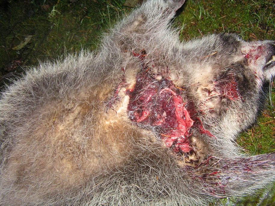 coonexit.jpg