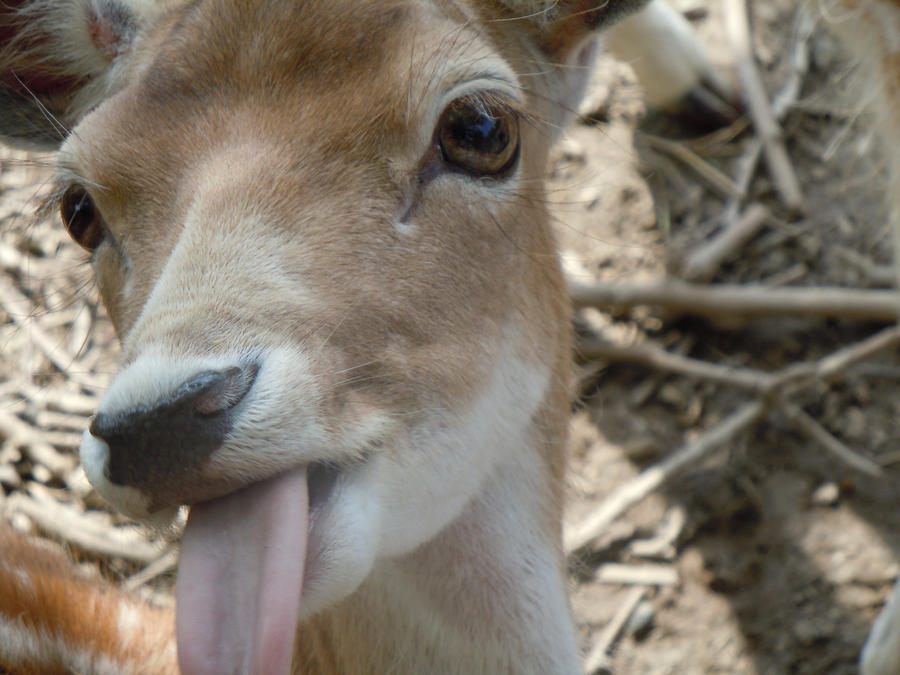 happy_deer_by_ookamispirit.jpg