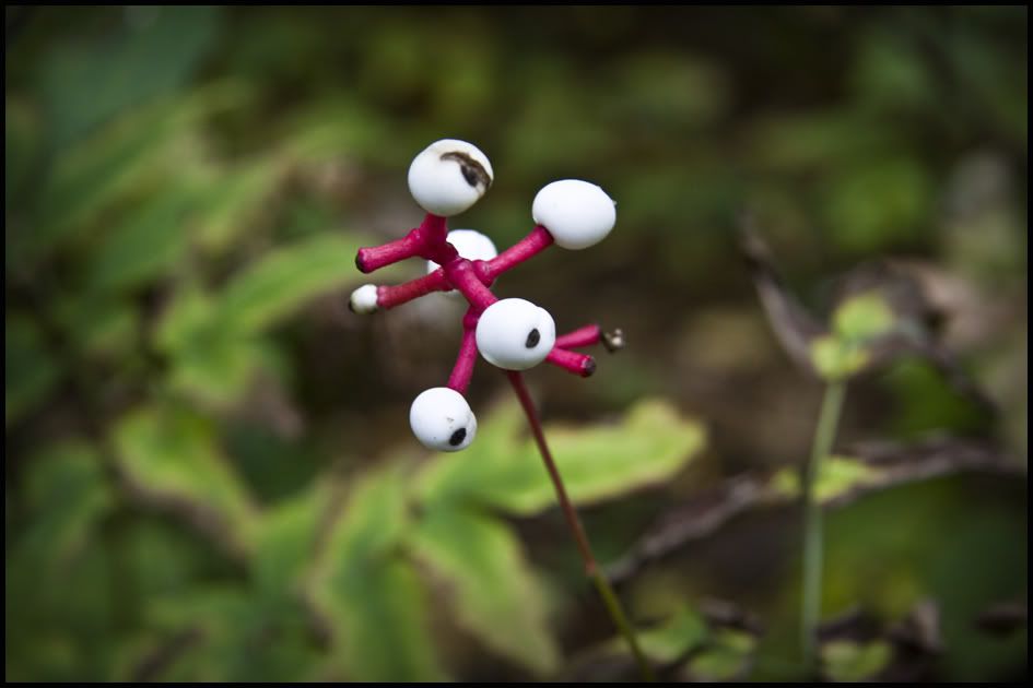 Berry3.jpg