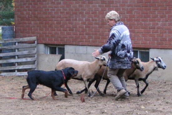 ozherd3.jpg