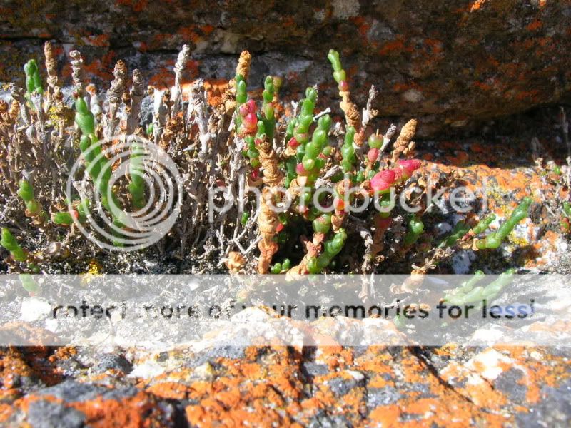 Samphire-1.jpg