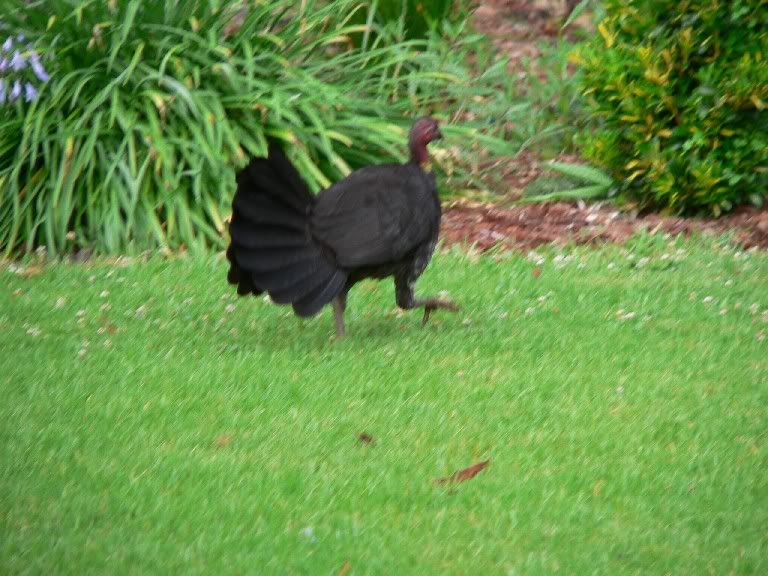 WildTurkey1.jpg