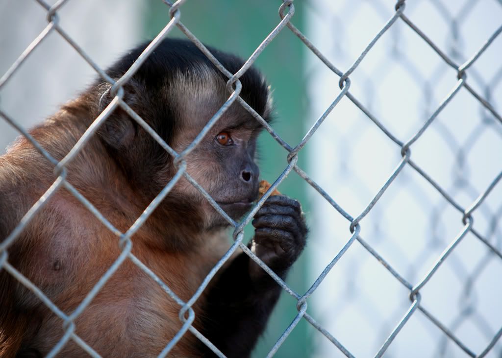 Monkey1.jpg
