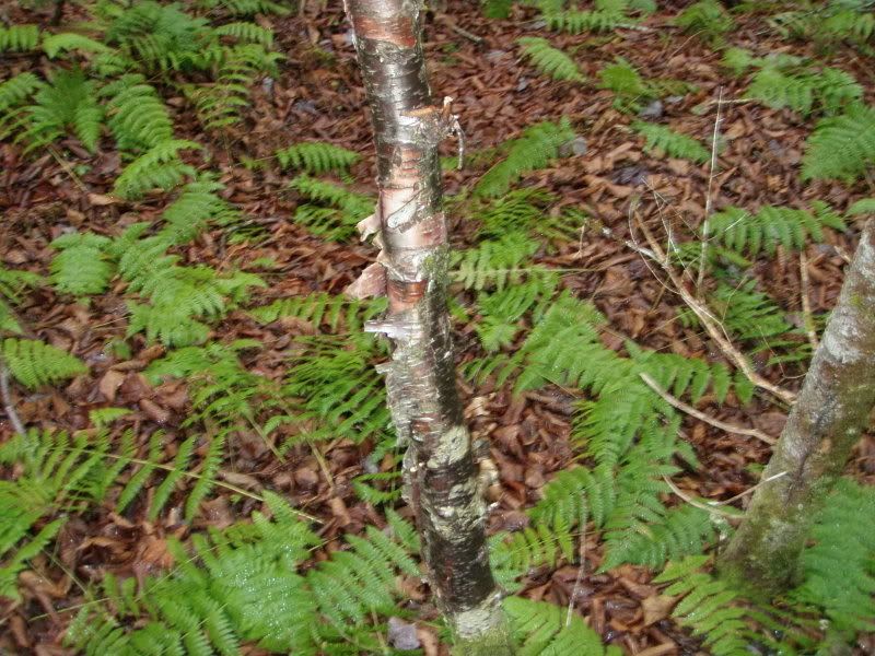 PC050975.jpg