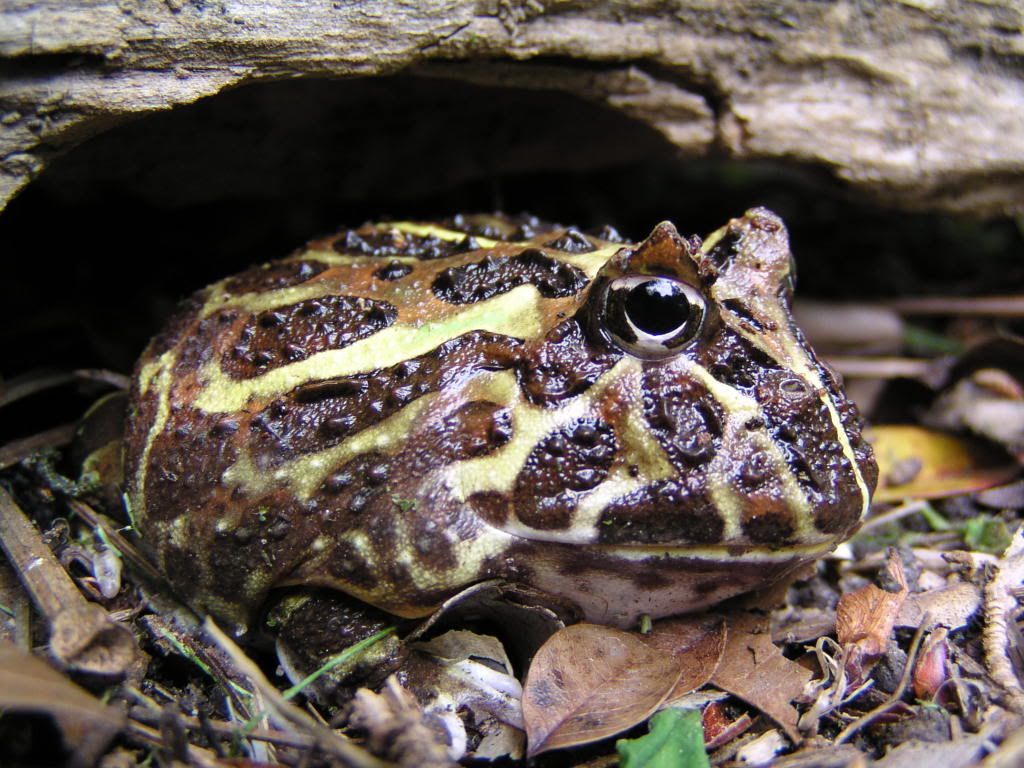 froggy.jpg