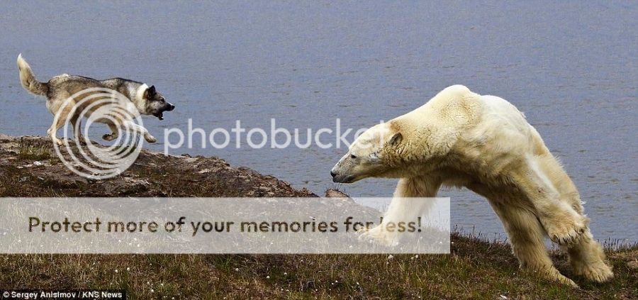 image_zps16ef0fe9.jpg