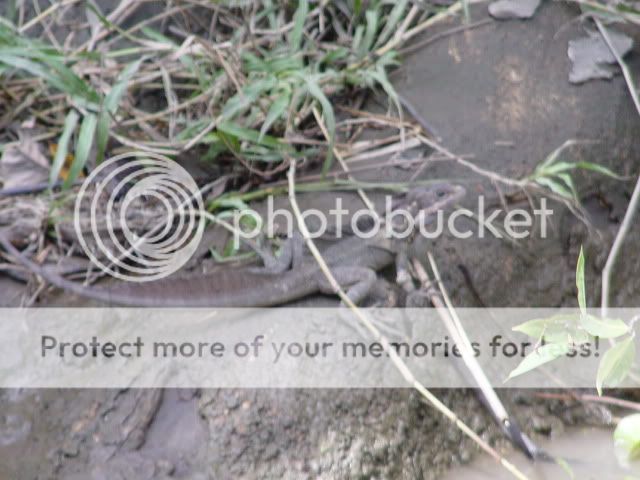 DSC09191-1.jpg