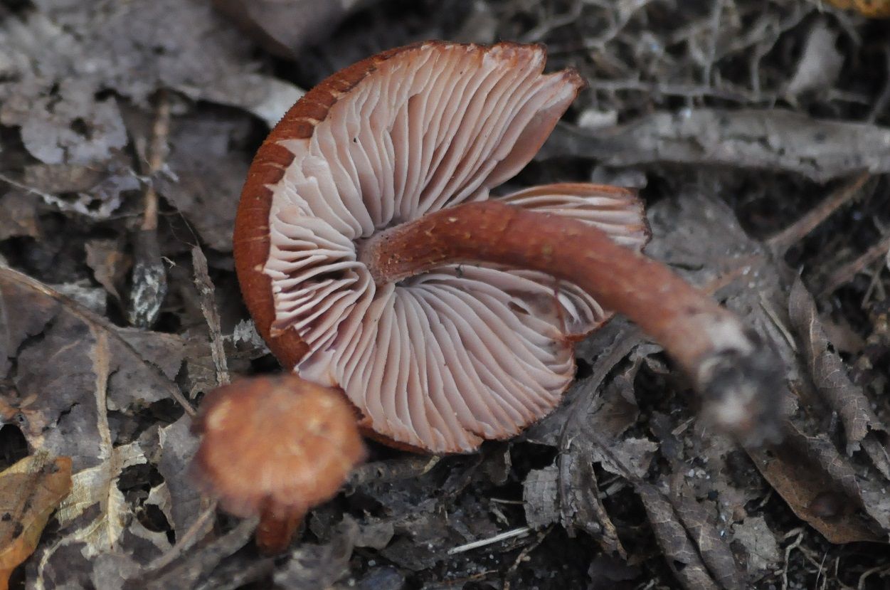 B_42_zps2d940966.jpg
