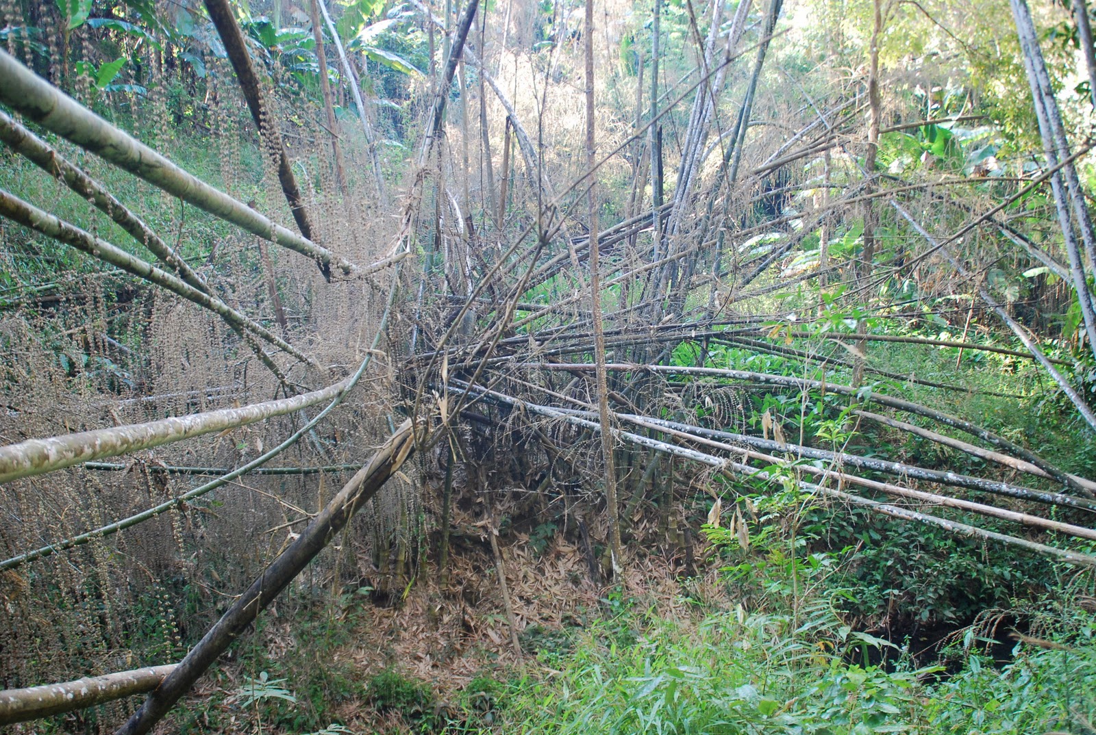 Wild+Bamboo.JPG