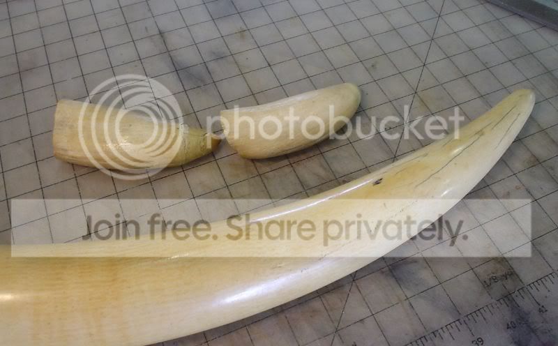 ivory1a.jpg
