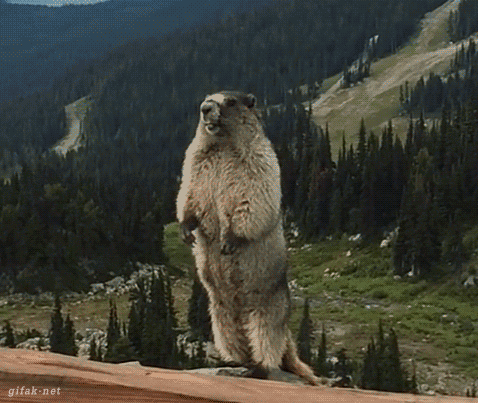 200583-Screaming-Marmot.gif