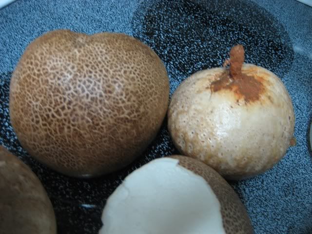 Puffballs2web.jpg