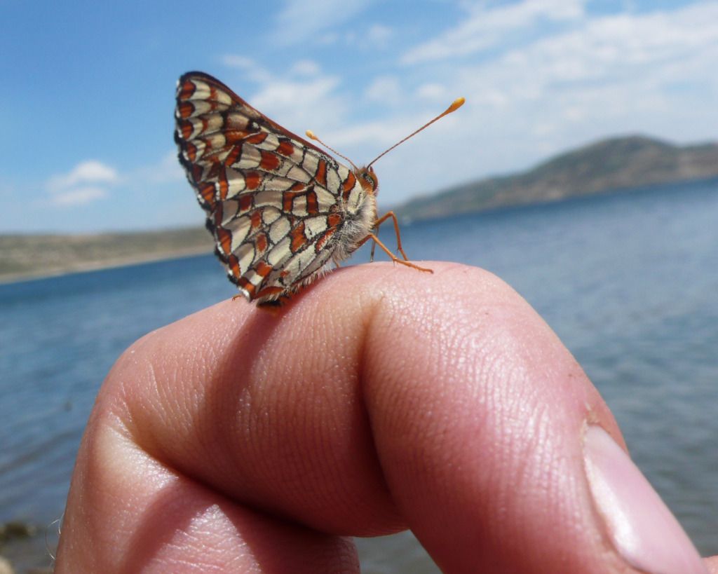 L1040279Butterfly.jpg
