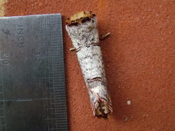2005_0723Moth_Manix_etc0005.jpg