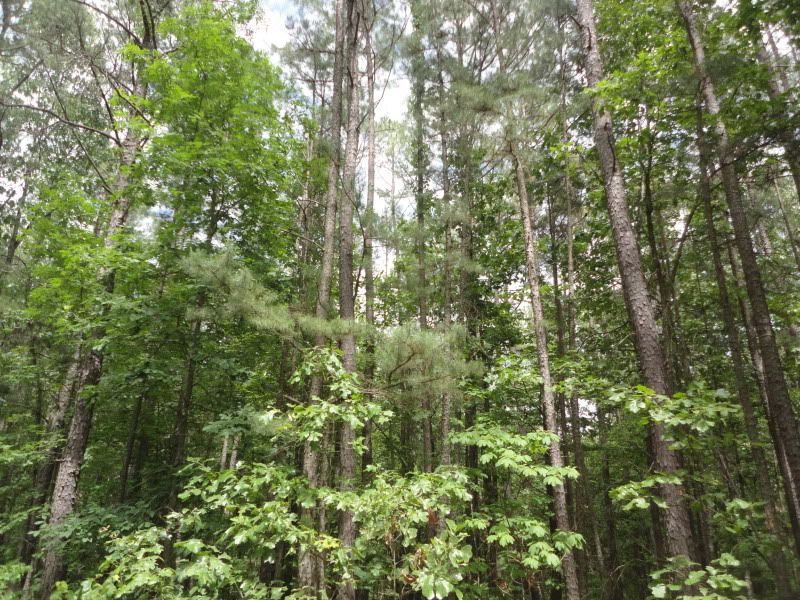 indiantrails007.jpg