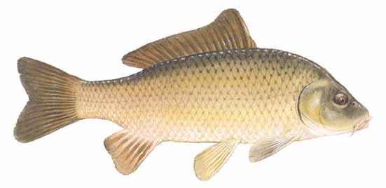 European%20Carp.jpg