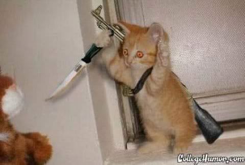 madcat.jpg