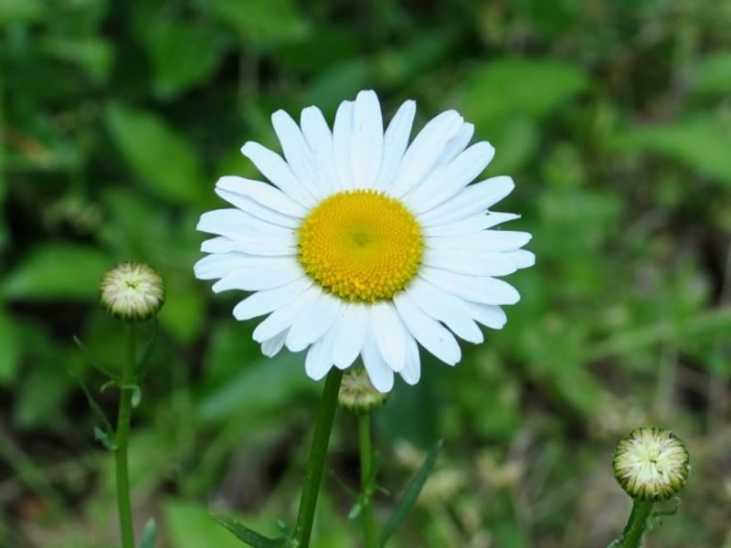 DSC_1613.jpg