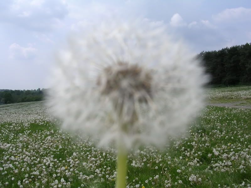 DSCN0927.jpg