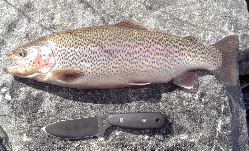 BK14Trout_zps4ebd6d53.jpg