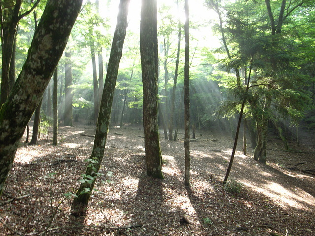2009.07.04.R0018823.JPG