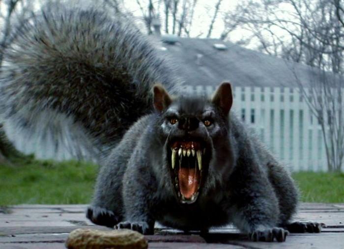 scarysquirrel.jpg